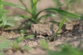 Camouflaged grasshopper Royalty Free Stock Photo