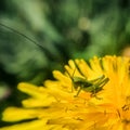 camouflaged grasshopper on daisy Royalty Free Stock Photo