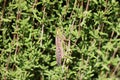 Camouflaged grasshopper hidden in shrubbery Royalty Free Stock Photo