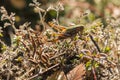 Camouflaged grasshopper Royalty Free Stock Photo