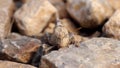 Camouflaged grasshopper on a rock