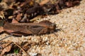 A camouflaged grasshopper on sandy soil Royalty Free Stock Photo