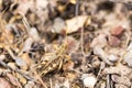 Camouflaged grasshopper in summer blending iwth the grass Royalty Free Stock Photo