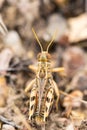 Camouflaged grasshopper in summer blending iwth the grass Royalty Free Stock Photo