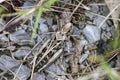 Camouflaged Gray Bird Grasshopper - Schistocerca nitens