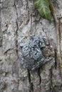 Camouflaged Gray Tree Frog (Dryophytes versicolor) on Tree Royalty Free Stock Photo