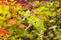 Camouflaged green chameleon behind the leaves in a natural environment. Royalty Free Stock Photo