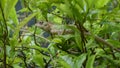 Camouflaged green garden lizard resting on a branch. Hiding in the green foliage close-up side view Royalty Free Stock Photo