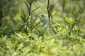 Camouflaged green Iguana standing in green grass