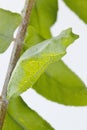 Camouflaged Green Swallowtail Butterfly Pupa