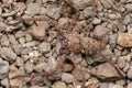 Camouflaged Ground Huntsman spider, Heteropoda venatoria,