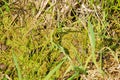 Camouflaged horde of young frogs