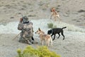 Camouflaged hunter and tracking dogs in desert Royalty Free Stock Photo