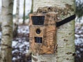 Camouflaged hunting camera on a birch trunk. Trail camera strapped around a tree in an winter wood.