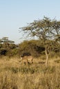 Kudu under acacia tree in bushveld at Okonjima Nature Reserve, Namibia Royalty Free Stock Photo