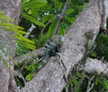 Camouflaged large and bulky black spiny tail iguana male (Ctenosaura similis).