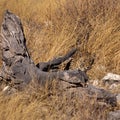 Camouflaged Leopard Royalty Free Stock Photo