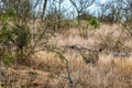 Camouflaged leopard