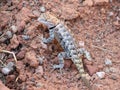 Camouflaged lizard Royalty Free Stock Photo