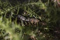 Camouflaged lizard on a green plant staring at the camera. macro photography. wildlife Royalty Free Stock Photo