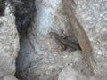 Camouflaged lizard in the stones Royalty Free Stock Photo