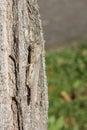 Camouflaged locust