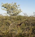 Male kudu with magnificent horns hidden in dense bush under blue sky at Okonjima Nature Reserve, Namibia Royalty Free Stock Photo