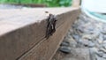 Camouflaged moth with its winter colors resting on good