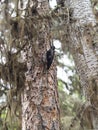 Camouflaged mountain Woodpecker