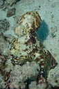 Camouflaged Octopus Hunting on Seafloor of Coral Reef