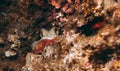 Camouflaged octopus Octopus vulgaris inside its den Royalty Free Stock Photo