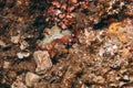Camouflaged octopus Octopus vulgaris inside its den