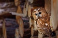 Camouflaged owl. Tawny owl, Strix aluco, perched in wood pile. Portrait of beautiful brown owl in summer forest. Nocturnal bird.