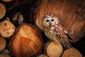 Camouflaged owl. Tawny owl, Strix aluco, perched in wood pile. Portrait of beautiful brown owl in summer forest. Nocturnal bird.