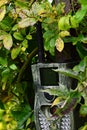 Camouflaged photo trap with LED light, antenna and display hidden in foliage of garden rose Rosa Inodora