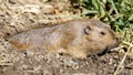 Camouflaged Pocket Gopher emerging from its burrow to eat grass roots