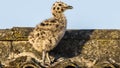 Seagull baby chick