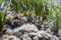 Camouflaged Scorpion Fish Scorpaena scrofa Red Scorpionfish