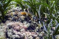 Camouflaged Scorpion Fish Scorpaena scrofa Red Scorpionfish