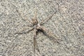 Camouflaged spider on a granulated wall Royalty Free Stock Photo