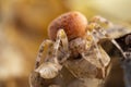 Camouflaged spider Royalty Free Stock Photo