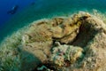 Camouflaged stonefish in the foreground Royalty Free Stock Photo