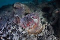 Camouflaged Stonefish Royalty Free Stock Photo