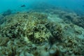 Camouflaged Stonefish Royalty Free Stock Photo