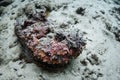 Camouflaged Stonefish on Seafloor of Raja Ampat Royalty Free Stock Photo