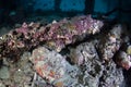 Camouflaged Stonefish on Seafloor in Raja Ampat Royalty Free Stock Photo