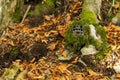 Camouflaged trail camera hidden on a tree under green moss in autumn nature Royalty Free Stock Photo