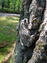 Camouflaged tree frog toad blending in on tree trunk