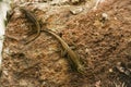 Camouflaged Tree Lizards Royalty Free Stock Photo