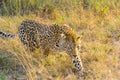 Close up of an African Leopard